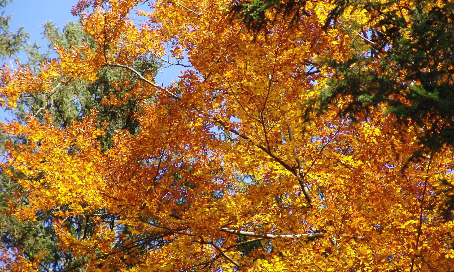 Ein Baum im Herbst mit vielen goldenen und braunen Blättern