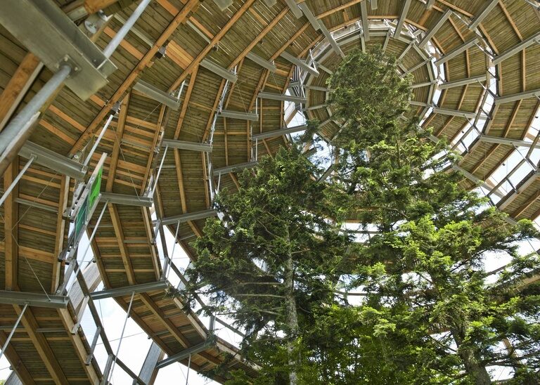 Der Aussichtsturm des Baumwipfelpfades im Nationalpark Bayerischer Wald von unten fotografiert.