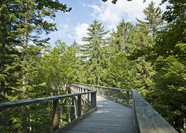 Der Baumwipfelpfad im Nationalpark Bayerischer Wald mit vielen grünen Bäumen im Bild