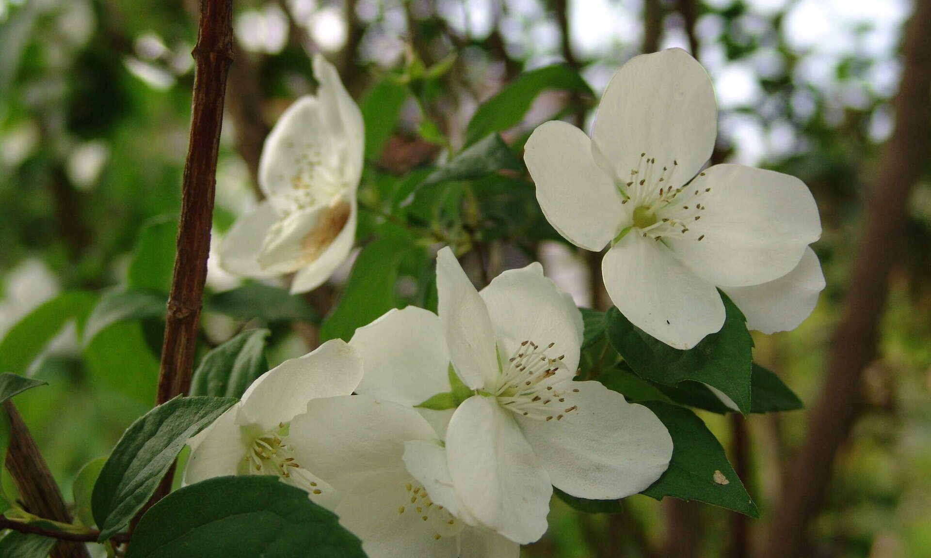 Mehrere weisse blühende Blumen an einer Hecke