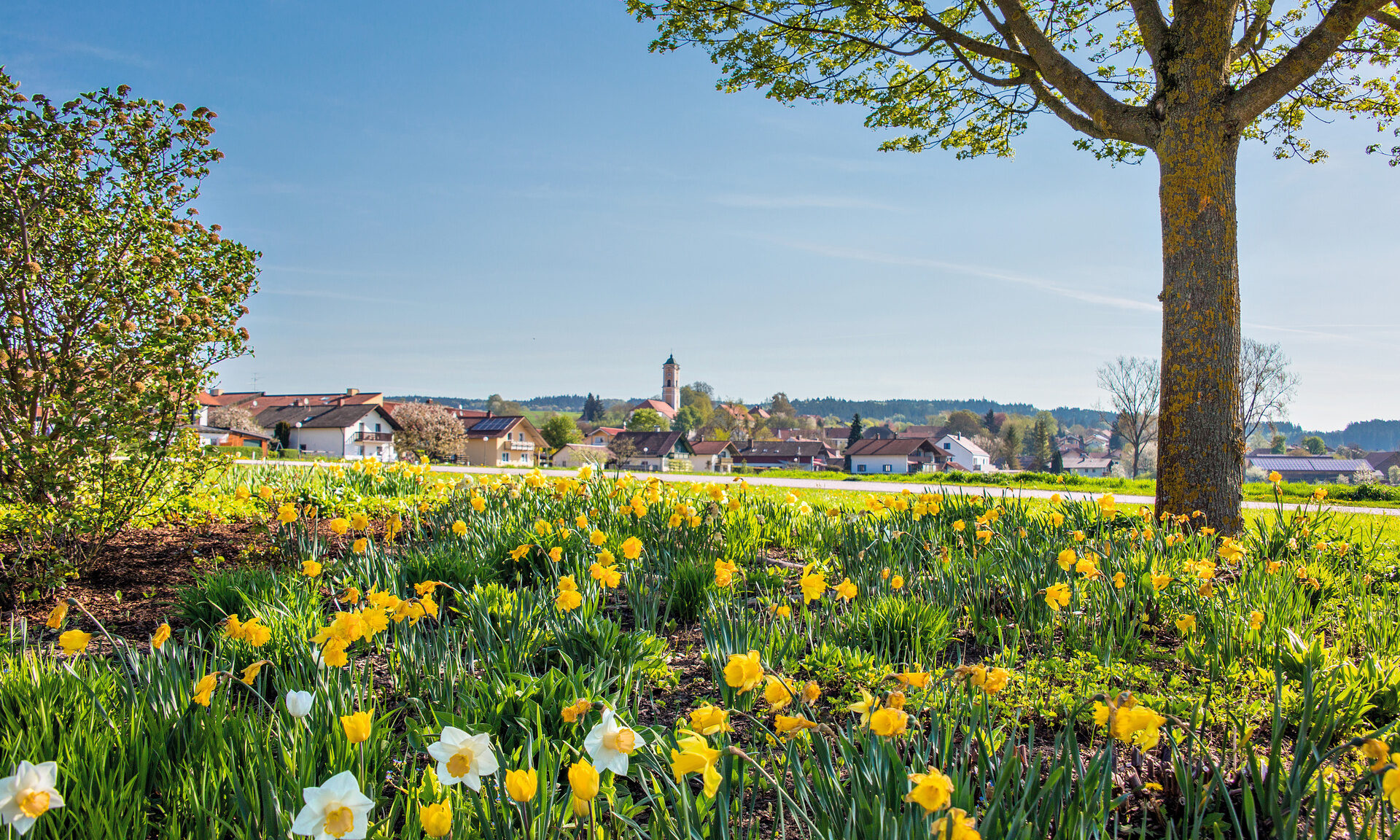 Eine blühende Blumenwiese mit vielen schönen bunten Blumen mit Bad Birnbach im Hintergrund.