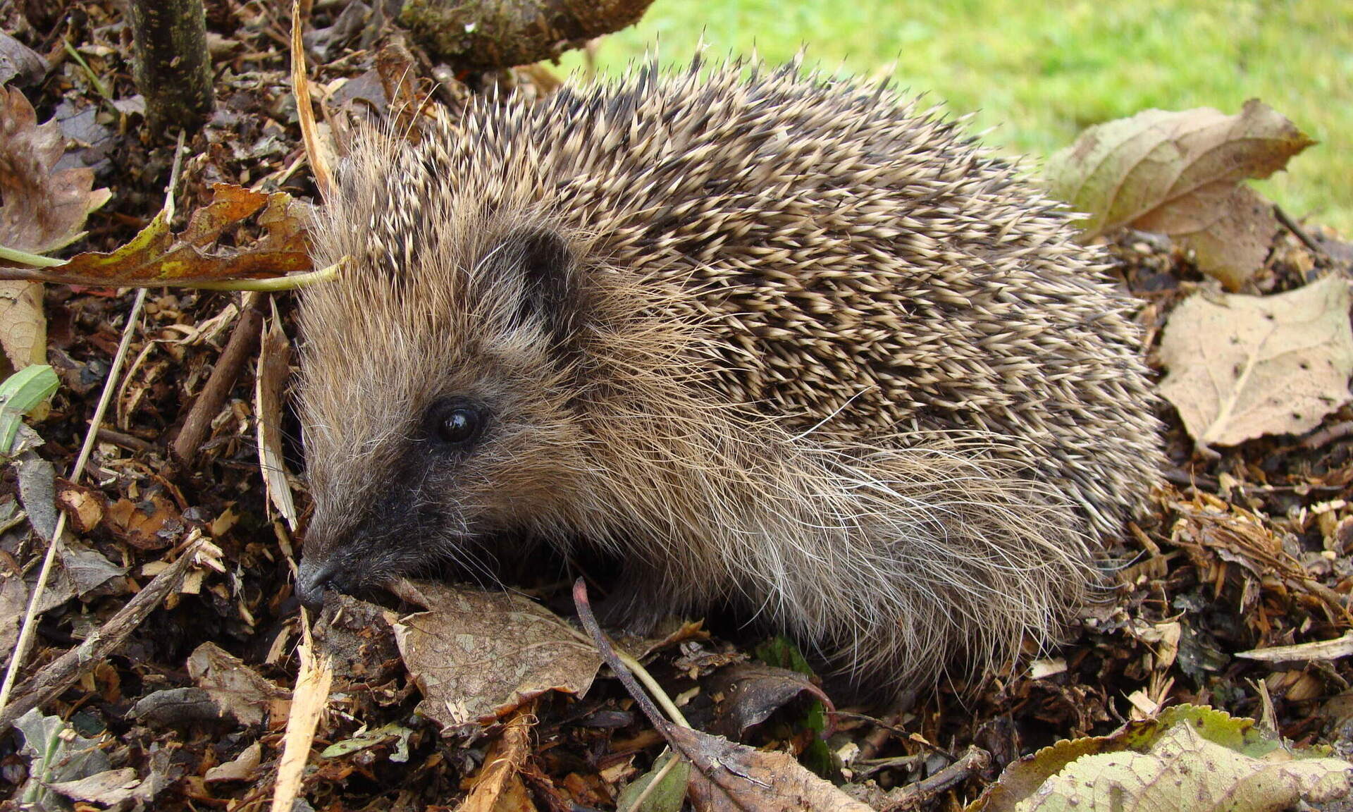 Ein junger Igel sitzt im Gras umgeben von ein paar herbstlichen Blättern