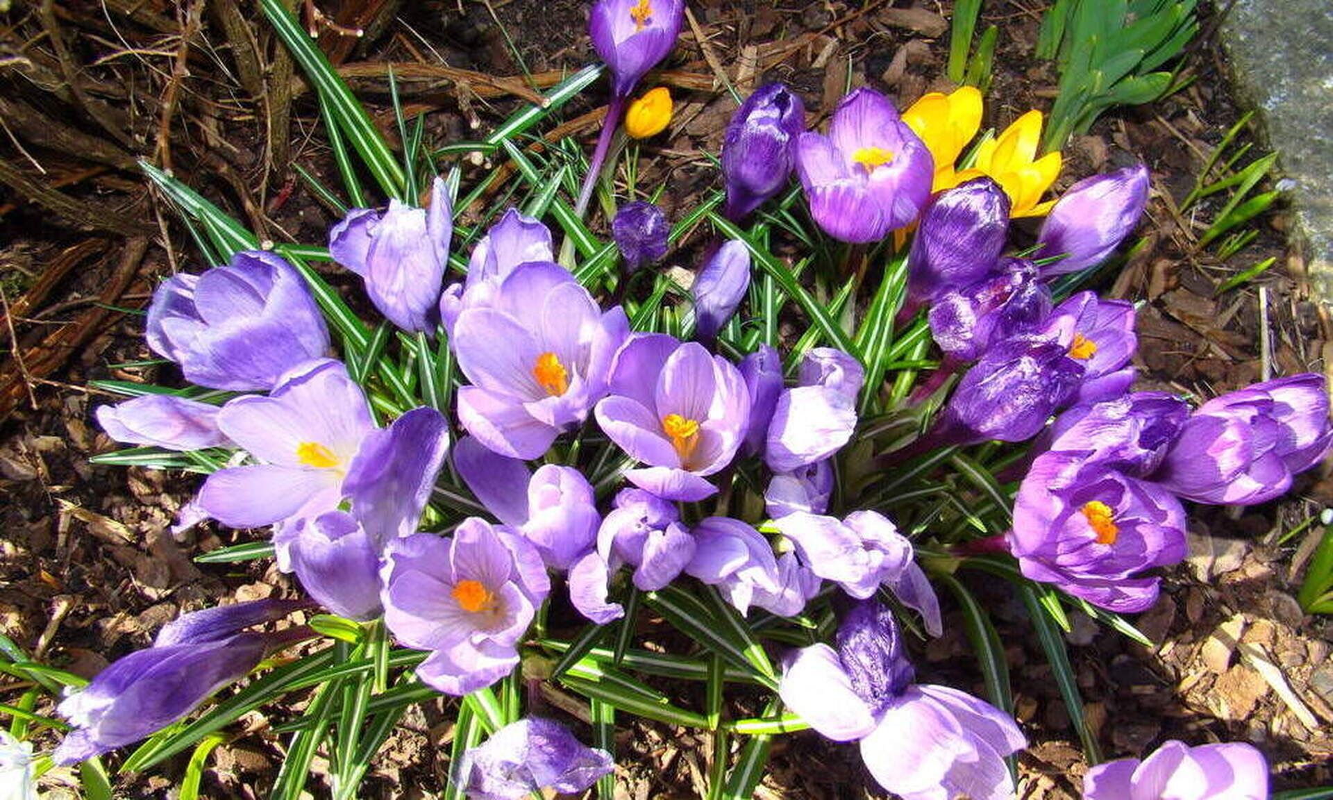 Viele lilafarbene Krokusblumen sind am blühen.