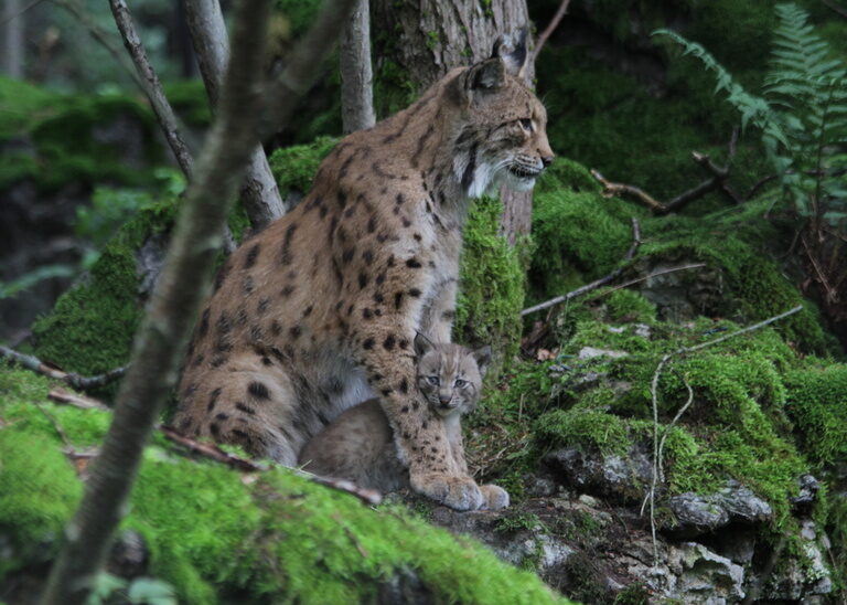 Ein Luchs im Nationalpark Bayerischer Wald sitzt auf einem Stein im Wald.