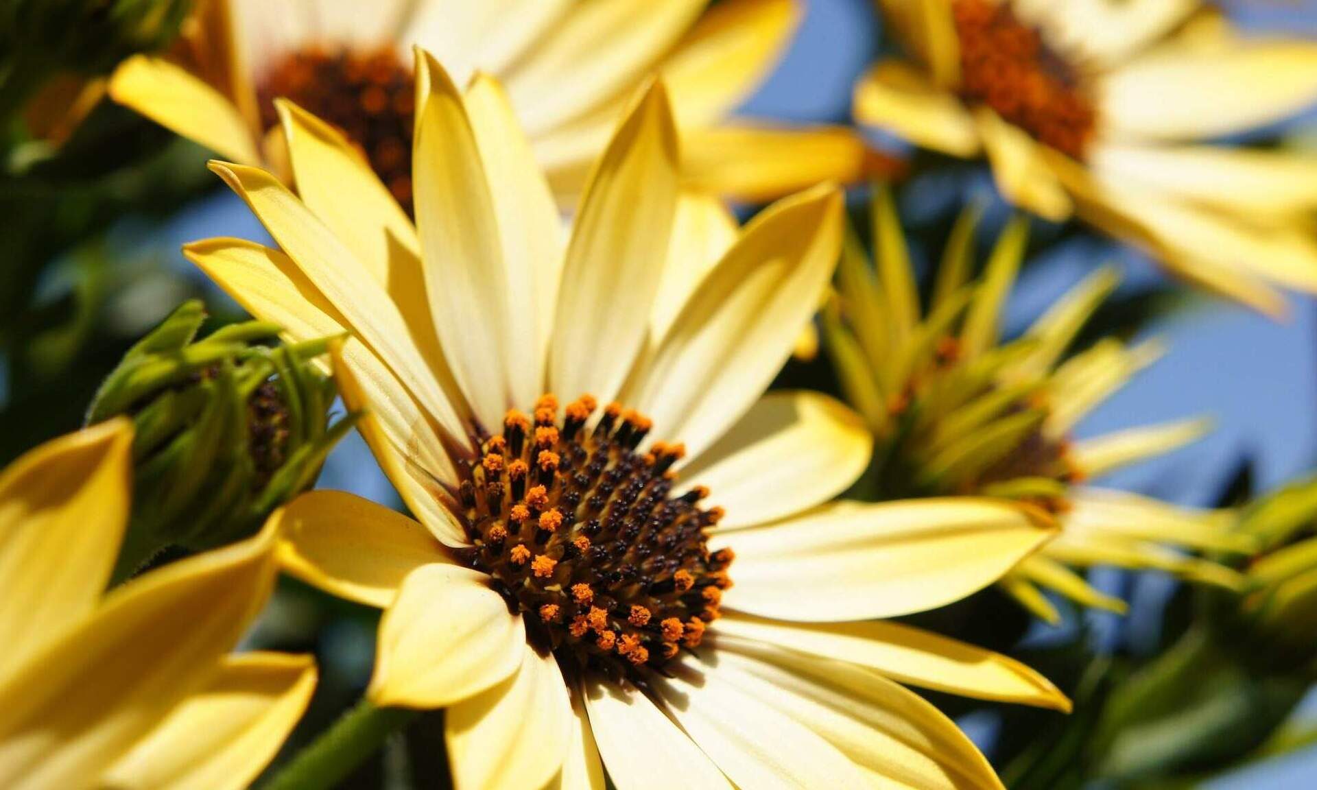 Nahaufnahme von blühenden gelben Blumen im Sommer.