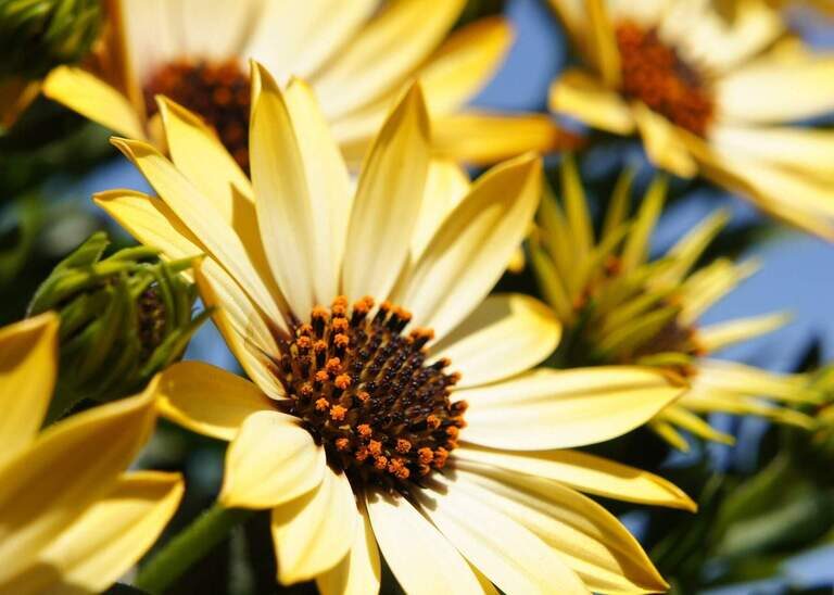 Nahaufnahme von blühenden gelben Blumen im Sommer.