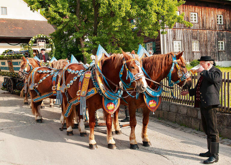 Ein festliches Pferdegespann mit Kutsche in den Straßen von Bad Birnbach im Rottal.