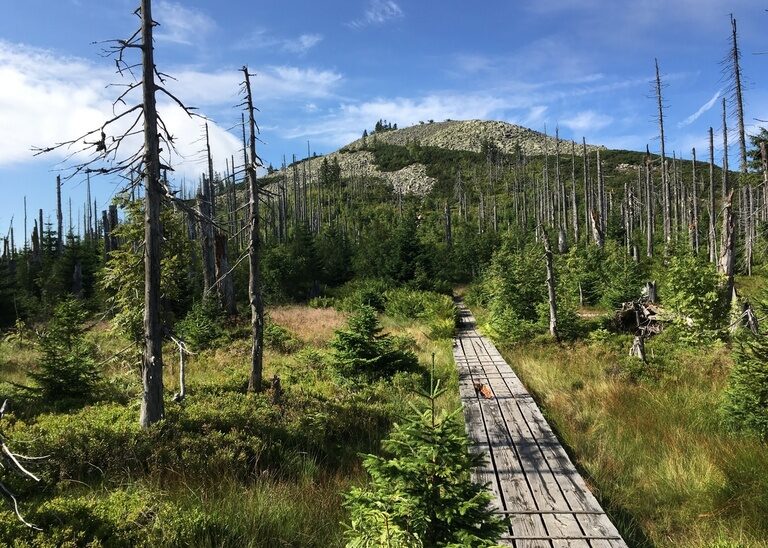 Ein Wanderweg führt durch die Landschaft des Bayerischen Waldes hinauf auf den Lusen.